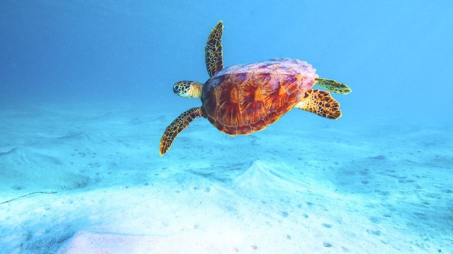 Great Barrier Reef sponsorship