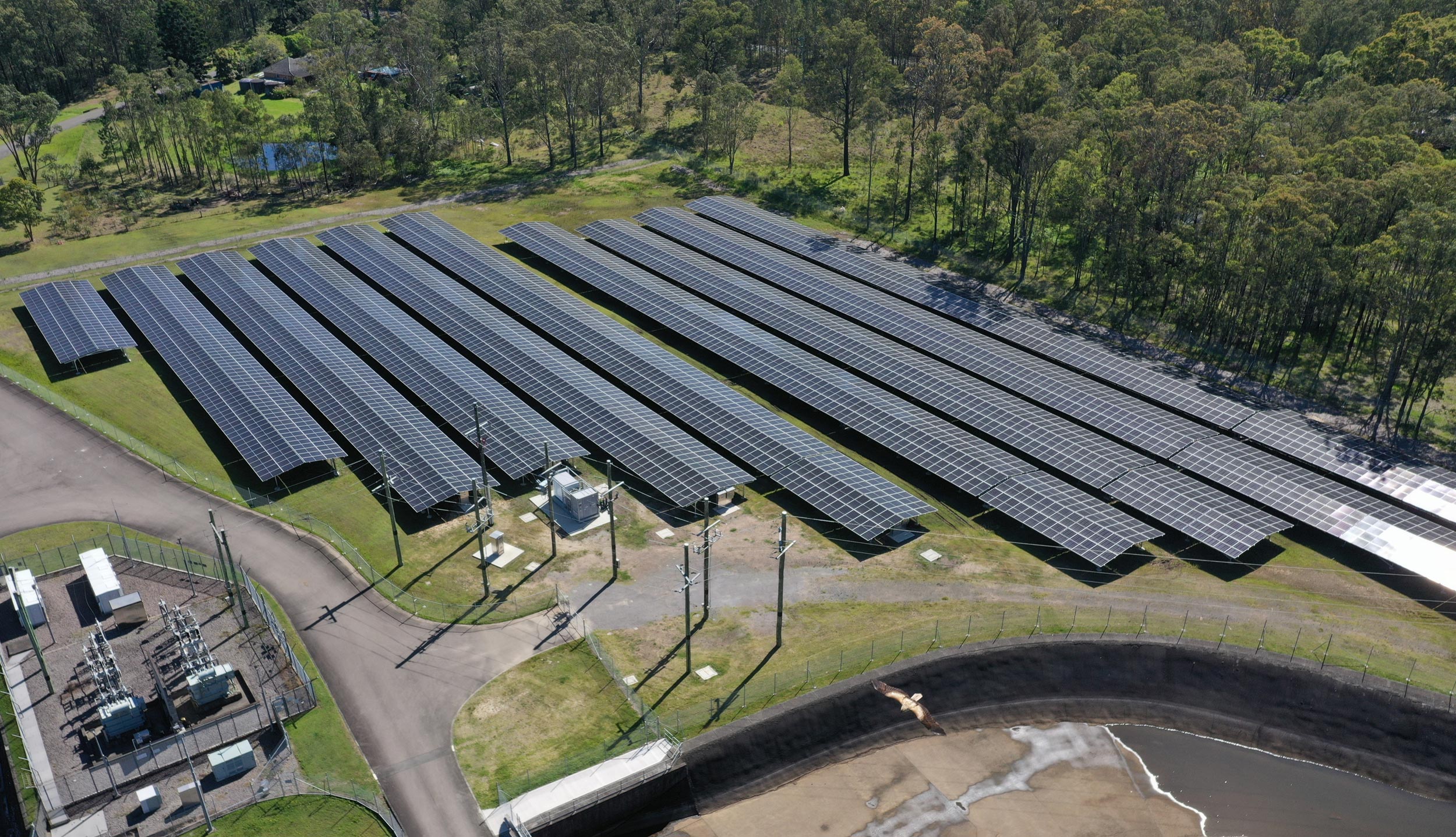 An aerial view of a solar farm installation bordered by dense eucalyptus forest. Multiple long, parallel rows of dark photovoltaic solar panels stretch across a grassy field. In the foreground, there is an electrical substation area enclosed by a fence, and a large, dark, lined containment pond or basin. Utility poles and a dirt access road run through the middle of the installation. A bird is flying over the containment area in the lower center.